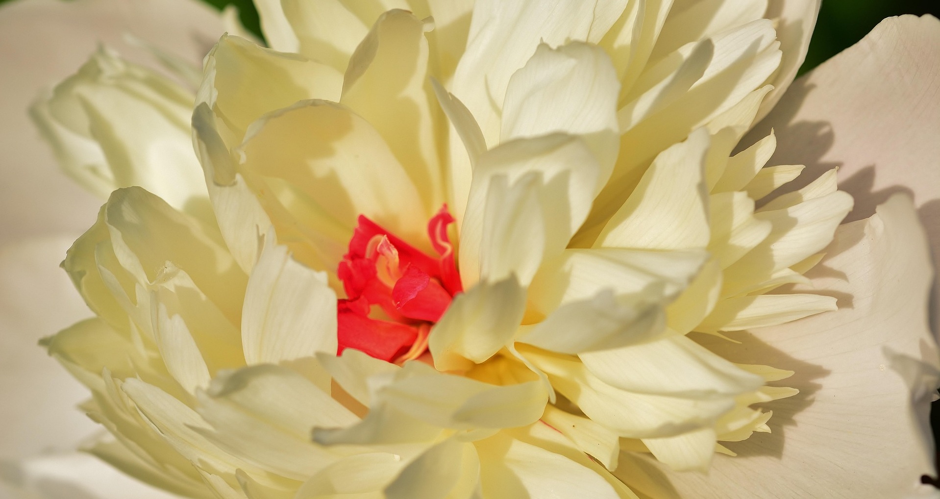 Den Heiligen Geist aufnehmen – Begegnung von Geist zu Geist ist der Titel des Pfingst-online-Seminars mit Andrea. Das Bild zeigt das "HERZ" einer Pfingstrose, sinnbildlich für den Heiligen Geist, welcher an Pfingsten zu uns Menschen kommt. 